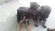 Cães filhotes