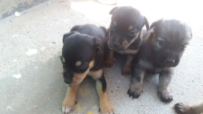 Cachorro raça Vira lata idade Abaixo de 2 meses nome Cães filhotes