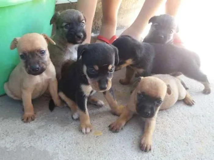 Cachorro raça Vira lata idade Abaixo de 2 meses nome Cães filhotes