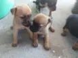 Cães filhotes