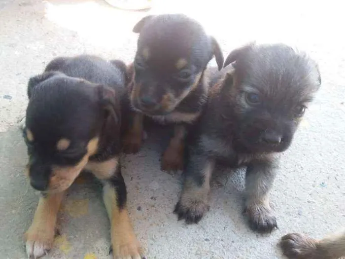 Cachorro raça Vira lata idade Abaixo de 2 meses nome Cães filhotes