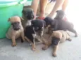 Cães filhotes