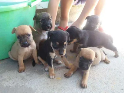 Cachorro raça Vira lata idade Abaixo de 2 meses nome Cães filhotes