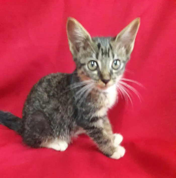 Gato ra a SEM RAÇA DEFINIDA.  idade 2 a 6 meses nome SEM NOME.