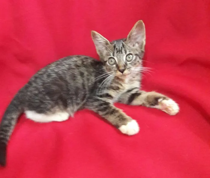 Gato ra a SEM RAÇA DEFINIDA.  idade 2 a 6 meses nome SEM NOME.