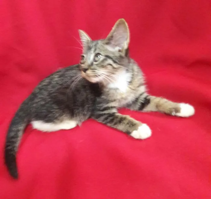 Gato ra a SEM RAÇA DEFINIDA.  idade 2 a 6 meses nome SEM NOME.