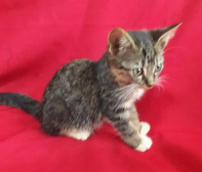 Gato ra a SEM RAÇA DEFINIDA.  idade 2 a 6 meses nome SEM NOME.