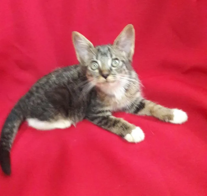 Gato ra a SEM RAÇA DEFINIDA.  idade 2 a 6 meses nome SEM NOME.