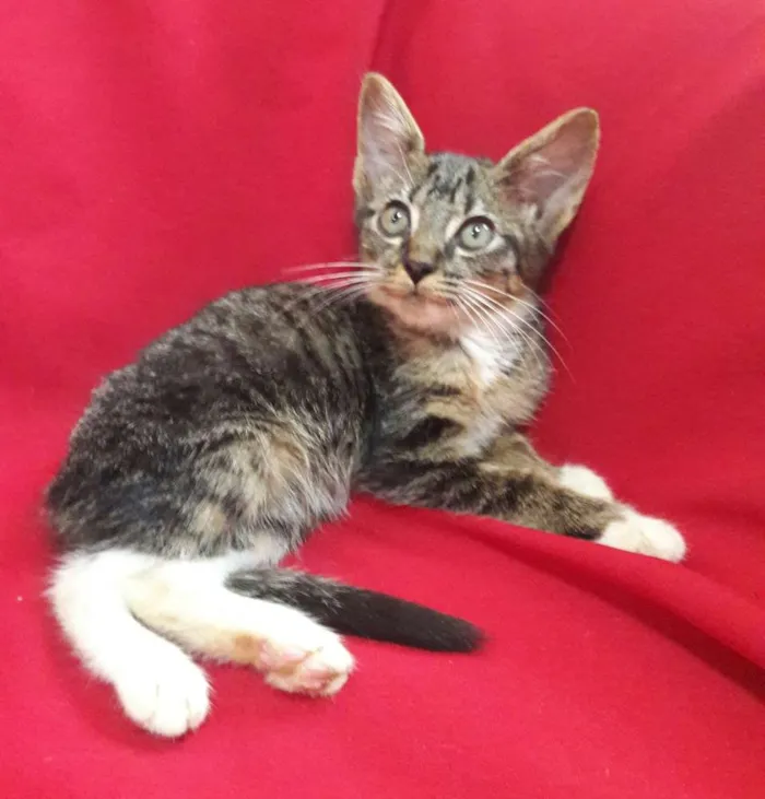 Gato ra a SEM RAÇA DEFINIDA.  idade 2 a 6 meses nome SEM NOME.