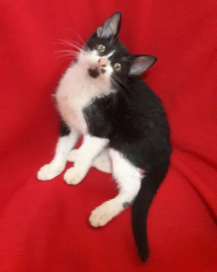 Gato ra a SEM RAÇA DEFINIDA.  idade 2 a 6 meses nome SEM NOME.