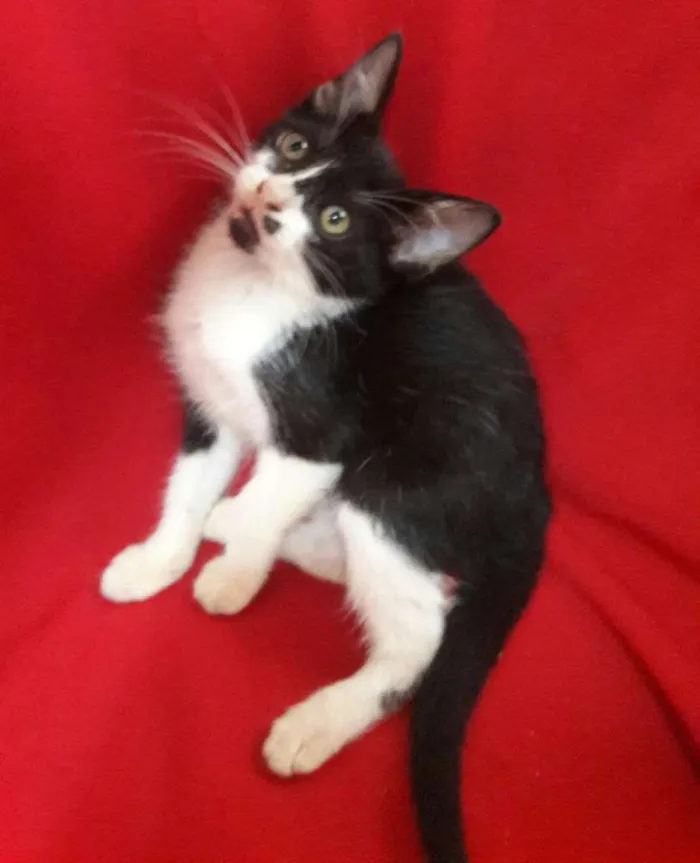 Gato ra a SEM RAÇA DEFINIDA.  idade 2 a 6 meses nome SEM NOME.