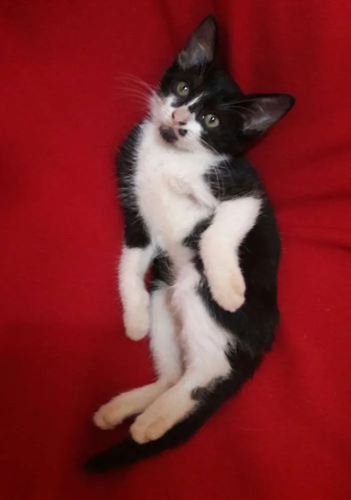 Gato ra a SEM RAÇA DEFINIDA.  idade 2 a 6 meses nome SEM NOME.