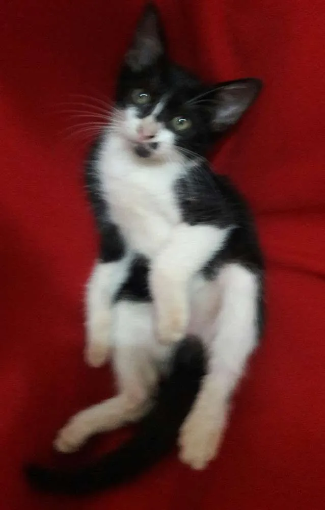 Gato ra a SEM RAÇA DEFINIDA.  idade 2 a 6 meses nome SEM NOME.