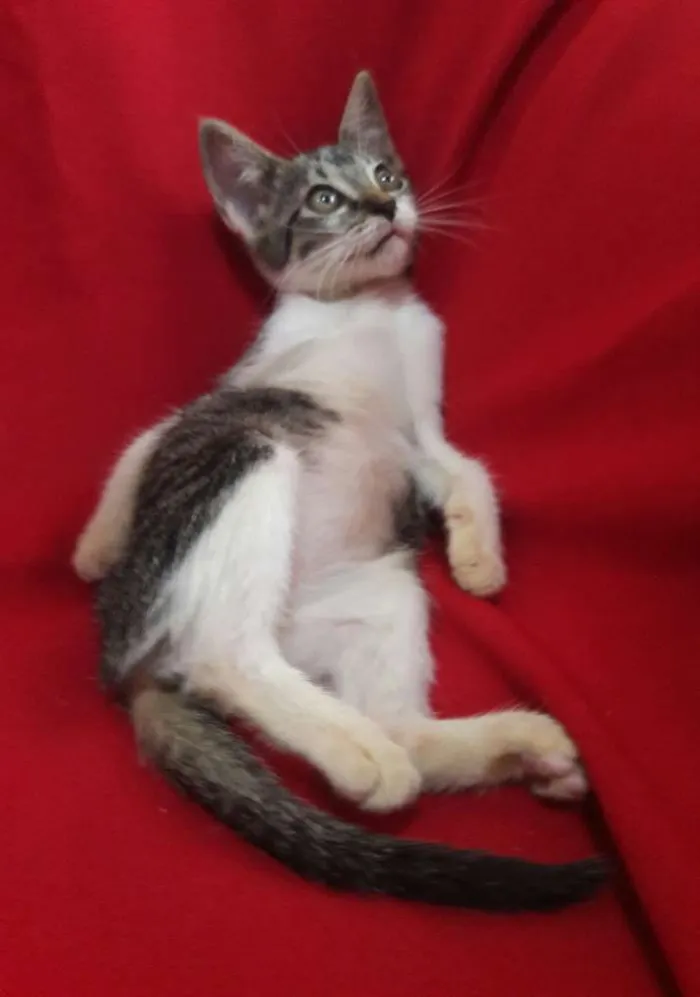 Gato ra a SEM RAÇA DEFINIDA.  idade 2 a 6 meses nome SEM NOME.
