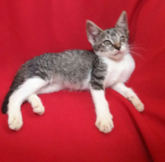 Gato ra a SEM RAÇA DEFINIDA.  idade 2 a 6 meses nome SEM NOME.