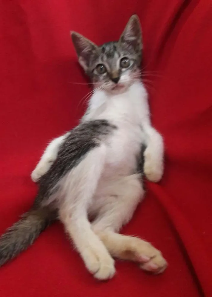 Gato ra a SEM RAÇA DEFINIDA.  idade 2 a 6 meses nome SEM NOME.