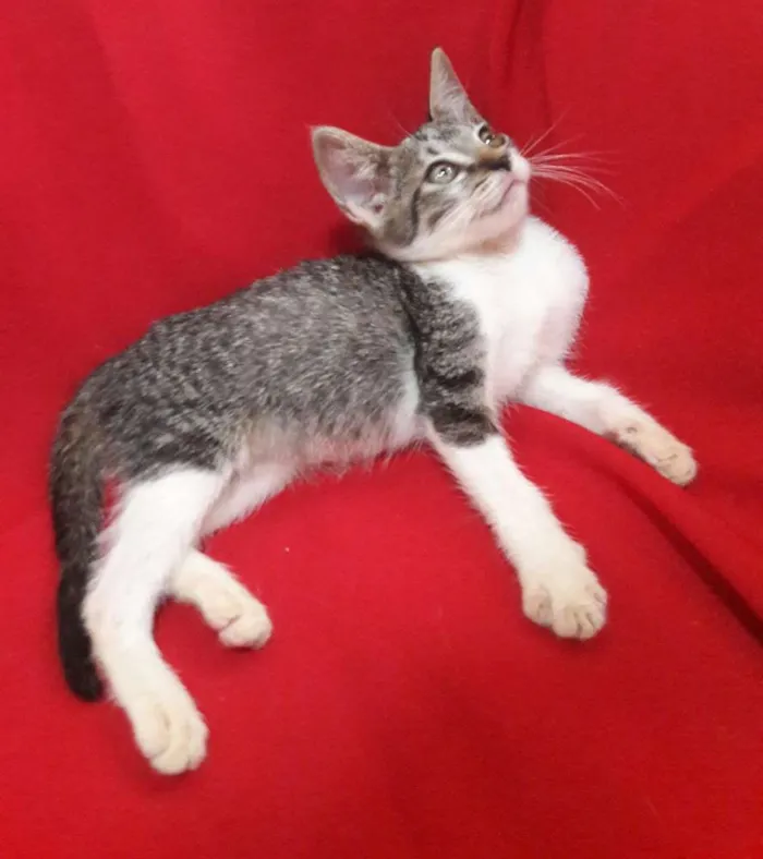 Gato ra a SEM RAÇA DEFINIDA.  idade 2 a 6 meses nome SEM NOME.
