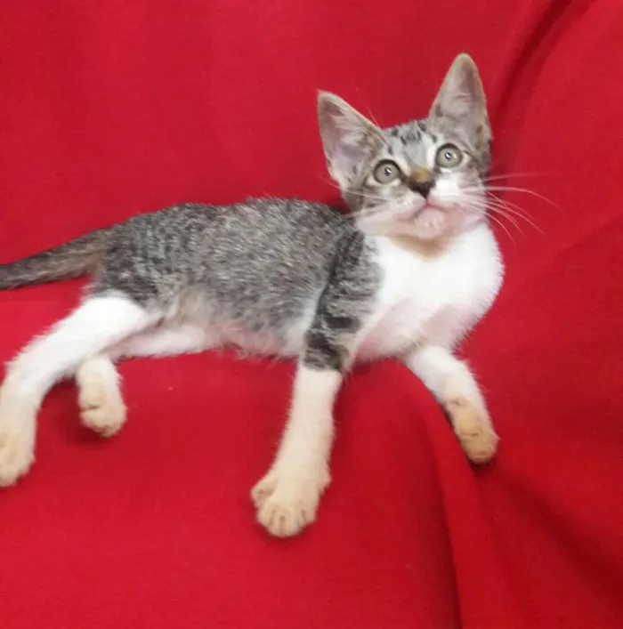 Gato ra a SEM RAÇA DEFINIDA.  idade 2 a 6 meses nome SEM NOME.