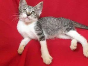 Gato raça SEM RAÇA DEFINIDA.  idade 2 a 6 meses nome SEM NOME.