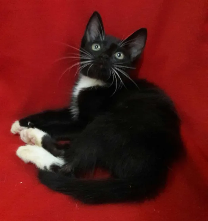 Gato ra a SEM RAÇA DEFINIDA.. idade 2 a 6 meses nome SEM NOME.