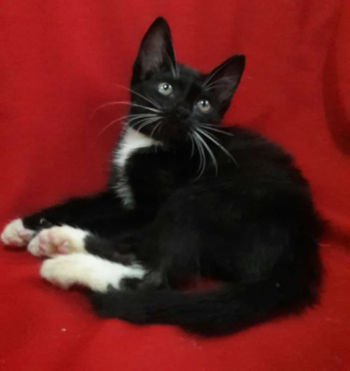 Gato ra a SEM RAÇA DEFINIDA.. idade 2 a 6 meses nome SEM NOME.