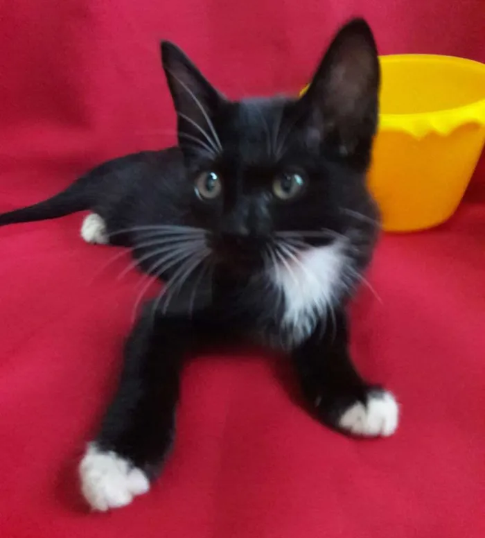 Gato ra a SEM RAÇA DEFINIDA.. idade 2 a 6 meses nome SEM NOME.