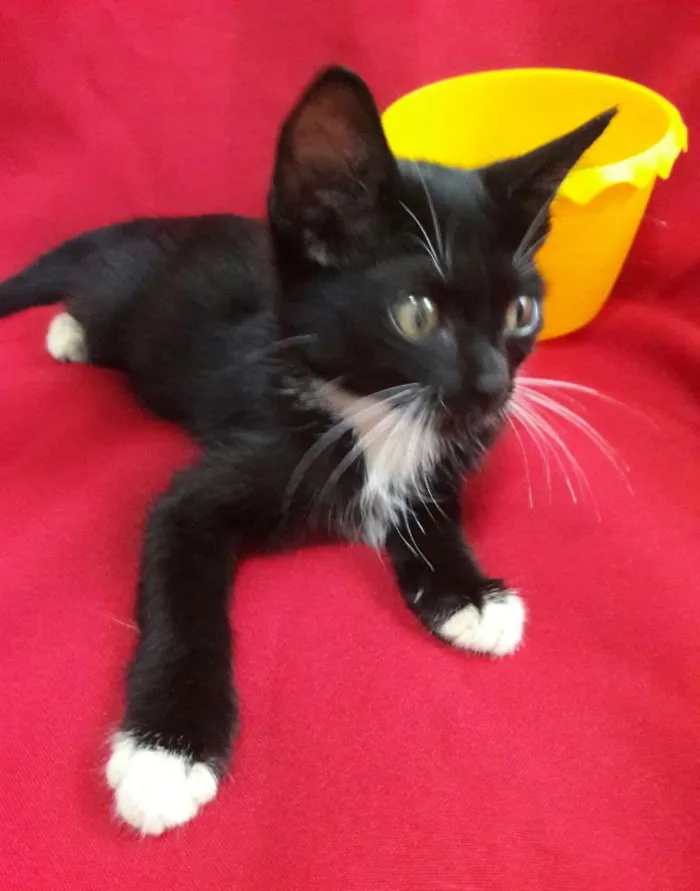 Gato ra a SEM RAÇA DEFINIDA.. idade 2 a 6 meses nome SEM NOME.