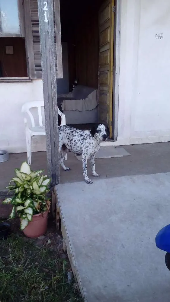 Cachorro ra a Pointer com dálmata  idade 6 ou mais anos nome Chiva