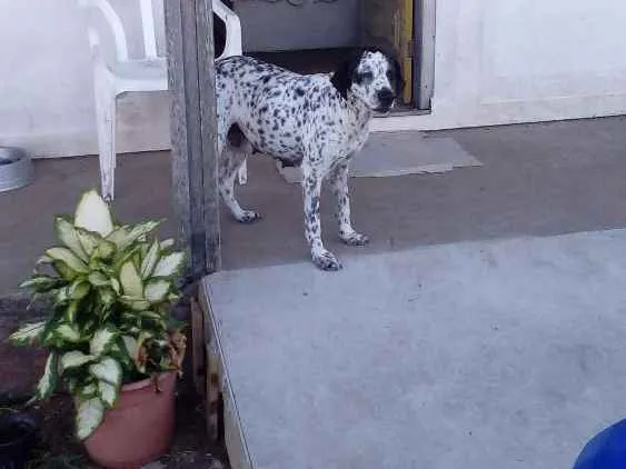 Cachorro ra a Pointer com dálmata  idade 6 ou mais anos nome Chiva