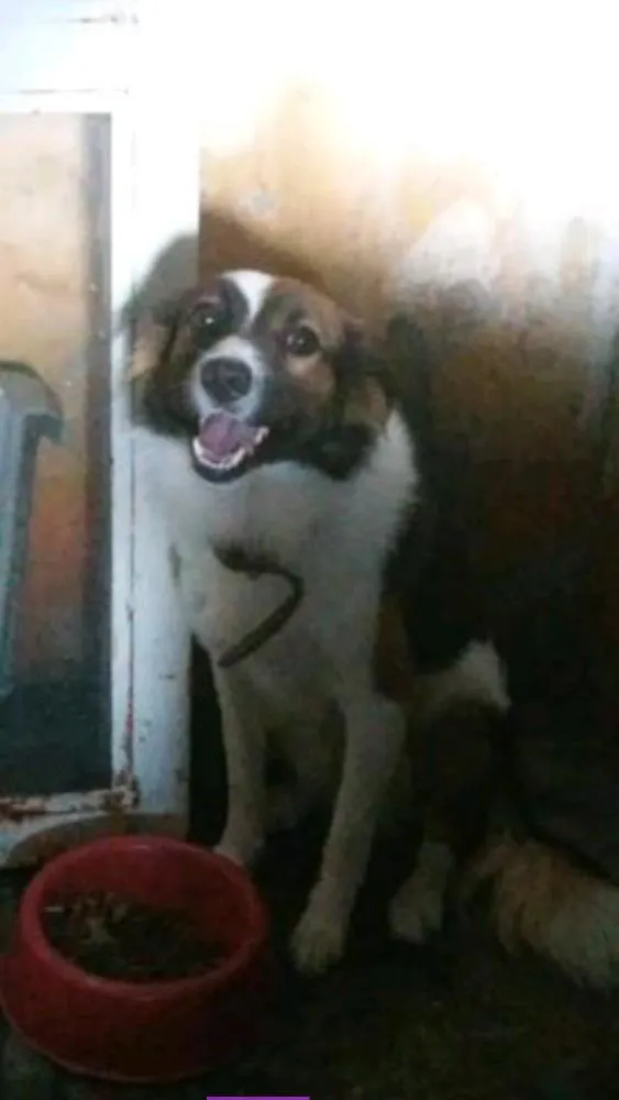 Cachorro ra a Raça indefinida  idade 1 ano nome Pocoyo
