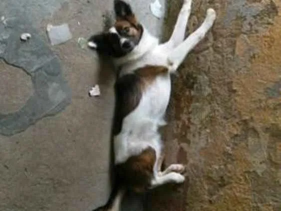 Cachorro ra a Raça indefinida  idade 1 ano nome Pocoyo