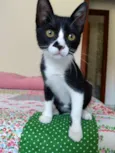 Cindi