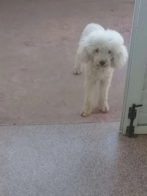 Cachorro ra a Pudle idade 4 anos nome Pipoca