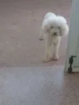 Pipoca
