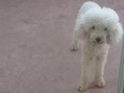 Cachorro ra a Pudle idade 4 anos nome Pipoca