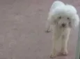 Pipoca