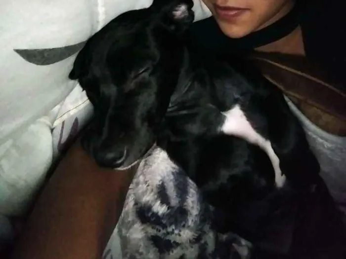 Cachorro raça Vira lata idade 2 a 6 meses nome Lolla