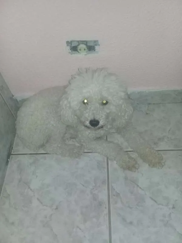 Cachorro ra a Pudle idade 4 anos nome Pipoca
