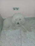 Pipoca