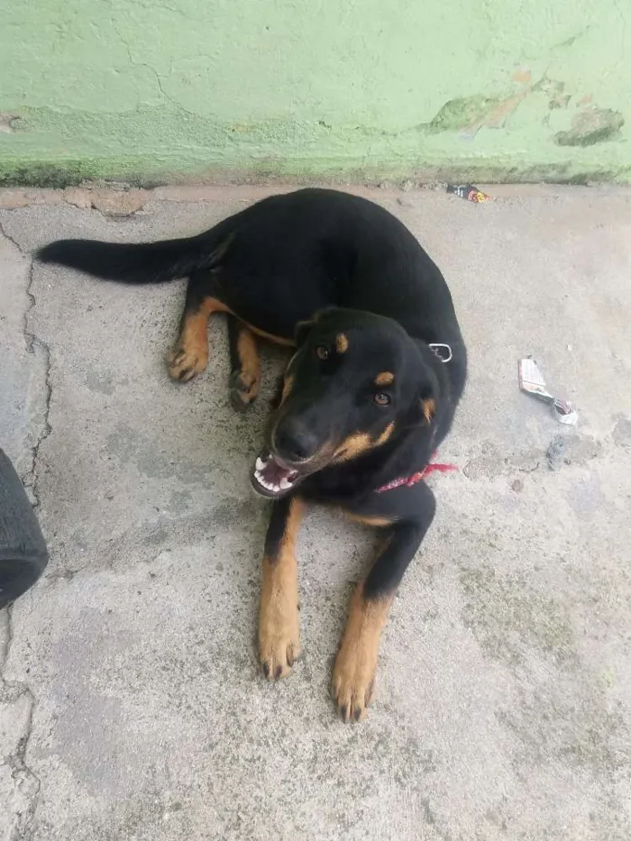 Cachorro ra a Vira lata/pastor alemão  idade 2 a 6 meses nome Cindy