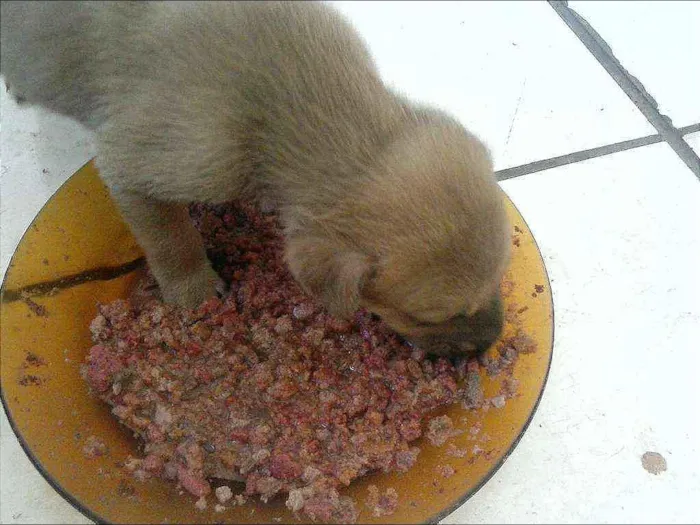 Cachorro ra a SRD idade 2 a 6 meses nome sem nome