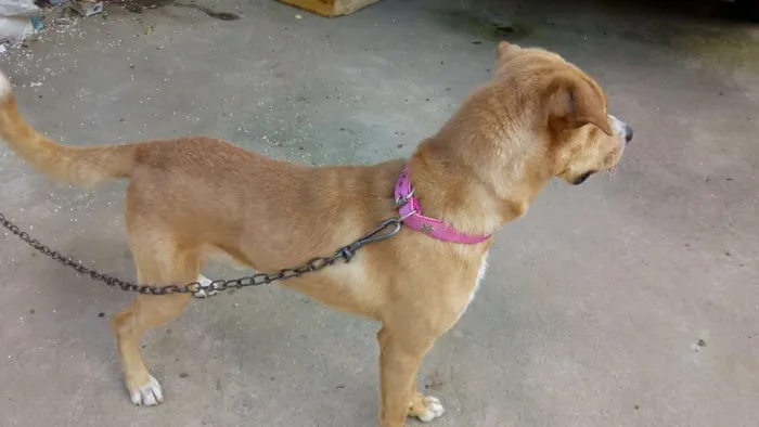 Cachorro ra a Mistura de Pitbull com vira la idade 3 anos nome Não tem nome ainda 