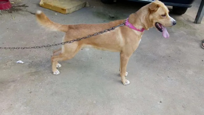 Cachorro ra a Mistura de Pitbull com vira la idade 3 anos nome Não tem nome ainda 