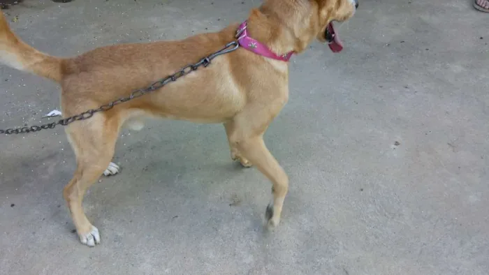 Cachorro ra a Mistura de Pitbull com vira la idade 3 anos nome Não tem nome ainda 