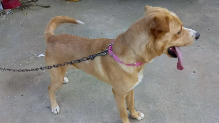 Cachorro ra a Mistura de Pitbull com vira la idade 3 anos nome Não tem nome ainda 