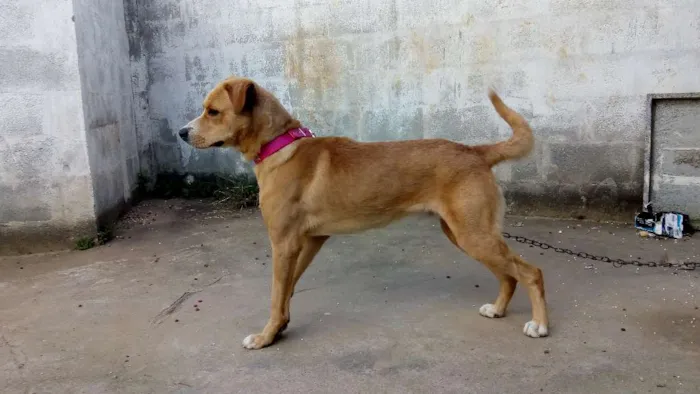 Cachorro ra a Mistura de Pitbull com vira la idade 3 anos nome Não tem nome ainda 