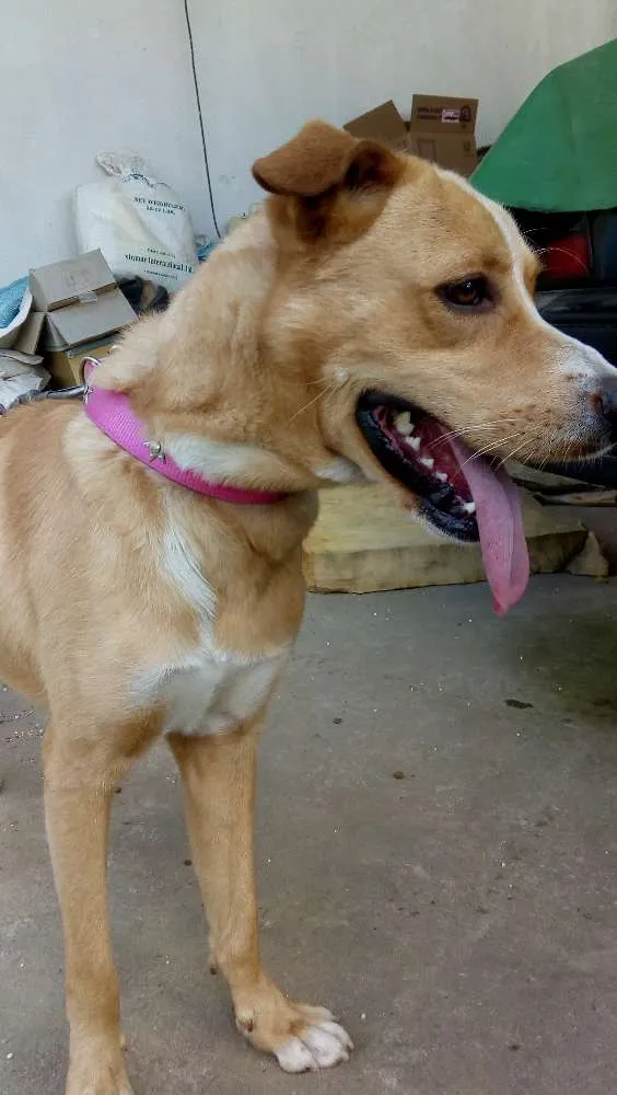 Cachorro ra a Mistura de Pitbull com vira la idade 3 anos nome Não tem nome ainda 