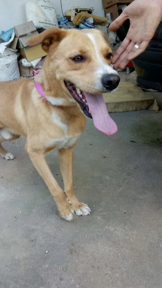 Cachorro ra a Mistura de Pitbull com vira la idade 3 anos nome Não tem nome ainda 