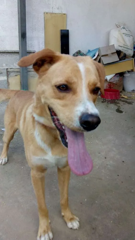 Cachorro ra a Mistura de Pitbull com vira la idade 3 anos nome Não tem nome ainda 