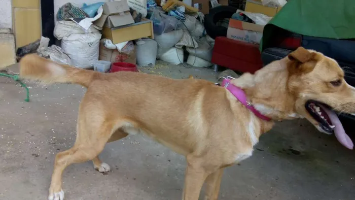 Cachorro ra a Mistura de Pitbull com vira la idade 3 anos nome Não tem nome ainda 